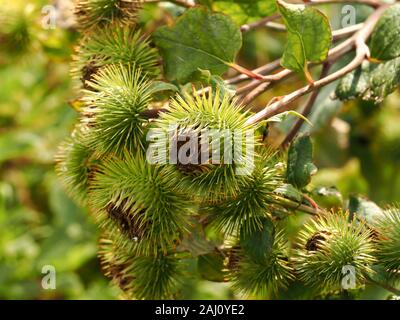 Fertig Blumen und grüne Blätter von Klette, Arctium, im Spätsommer in North Yorkshire, England Stockfoto