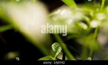 Das dichte Laub macht das Geheimnis in den wilden Wäldern aus. Die grünen Blätter haben Tau-Tropfen auf ihren Stielen, das Sonnenlicht glitzert hinter den Blättern Stockfoto