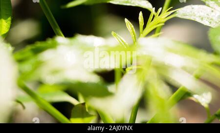 Das dichte Laub macht das Geheimnis in den wilden Wäldern aus. Die grünen Blätter haben Tau-Tropfen auf ihren Stielen, das Sonnenlicht glitzert hinter den Blättern Stockfoto
