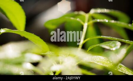 Das dichte Laub macht das Geheimnis in den wilden Wäldern aus. Die grünen Blätter haben Tau-Tropfen auf ihren Stielen, das Sonnenlicht glitzert hinter den Blättern Stockfoto