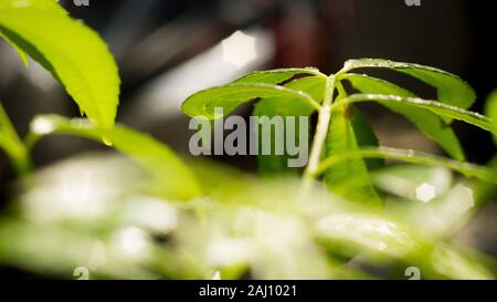 Das dichte Laub macht das Geheimnis in den wilden Wäldern aus. Die grünen Blätter haben Tau-Tropfen auf ihren Stielen, das Sonnenlicht glitzert hinter den Blättern Stockfoto