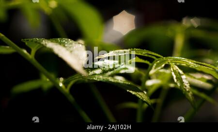 Das dichte Laub macht das Geheimnis in den wilden Wäldern aus. Die grünen Blätter haben Tau-Tropfen auf ihren Stielen, das Sonnenlicht glitzert hinter den Blättern Stockfoto
