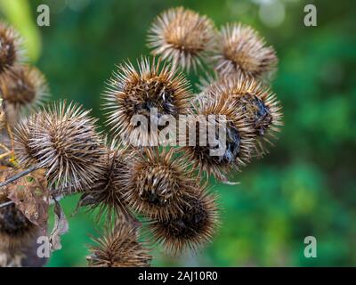 Fertig Blumen und grüne Blätter von Klette, Arctium, im Herbst in North Yorkshire, England Stockfoto