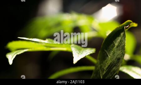 Das dichte Laub macht das Geheimnis in den wilden Wäldern aus. Die grünen Blätter haben Tau-Tropfen auf ihren Stielen, das Sonnenlicht glitzert hinter den Blättern Stockfoto