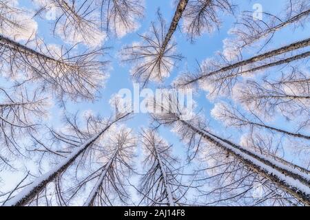 Verschneite Bäume in Harbin China im Winter Stockfoto