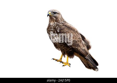 Mäusebussard ein mächtiger Greifvogel saßen und auf Weiß isoliert Stockfoto