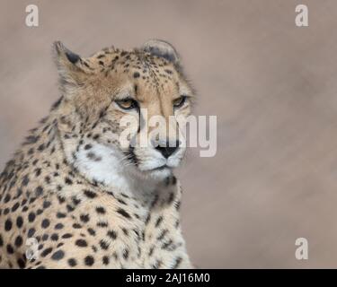 Gepard (Acinonyx jubatus jubatus) Closeup Portrait gegen glatten braunen Hintergrund Stockfoto