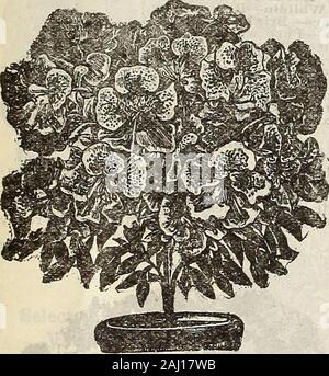 Hof und Garten jährliche: Frühjahr 1907. Zoll Töpfe 50c Sprengerii - eine Spezies bemerkenswert für die Schönheit und Zartheit ofits Rich Green hängenden Palmwedeln, die häufig eine längedes 4 Fuß zu erreichen, so dass es ein äußerst nützliches Werk für dekorative Zwecke. Pflanzen in 2% Zoll Töpfe, jedes der 15 c; bei 3 % Zoll Töpfe, je 25 c; in 4-Zoll Töpfe 35c Azaleen. Die Azalee ist zweifellos die attraktivste unserer floweringhouse Pflanzen. Wenn in voller Blüte das Laub ist buchstäblich hiddenbehind eine feste Masse des Blütenstandes in Farbe bis hin nach tovariety, von reinem Weiß über alle Schattierungen von rosa bis deepcrimson. Es Stockfoto