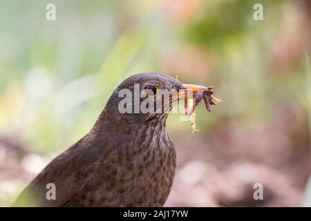 Weibliche Amsel (Turdus merula). Garten Vogel mit einem Schnabel voller Insekten und Würmer. Nahaufnahme der Nahrungssuche Elterntier Sammeln von Nahrung. Stockfoto