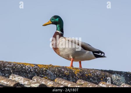 Urban wildlife. Männliche Stockente auf einer Stadt haus dach. Der Vordringenden Lebensraum als ländliche Natur kommt in die Stadt. Pet-Ente vielleicht. Stockfoto