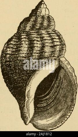 Das tierische Leben unserer Küste mit besonderem Bezug auf die New Jersey Küste und dem südlichen Ufer von Long Island. ring Alle wie Fossilien in der Factthat angegeben ist, ein- und ausschalten, die Proben nicht bekannt jetzt in die Gewohnheit der New Jersey Küste sind auf Thebeach, von denen einige asfossils anderswo anerkannt wurden geworfen. Aber für die Gegenwart Es ist notsafe die Hypothese für eine establishedfact zu akzeptieren, vor allem, da eine Reihe der mehr Bunte Shells, wie die Jakobsmuscheln, haben mindestens inpart die markanten tief-blauen Farbton. Zu den selteneren Schalen von der Küste ist die Avhelk {Buccin Stockfoto