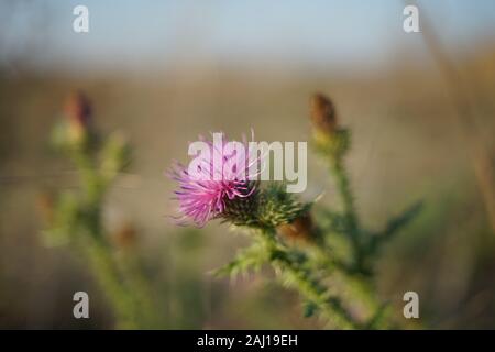Wild pink Polen Blüte im Herbst unscharfen Feld am sonnigen Sonnenuntergang. Stockfoto