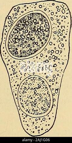 Diagnostische Methoden, chemische, bakteriologische und mikroskopischen: ein Lehrbuch für Studenten und Praktiker. Stockfoto