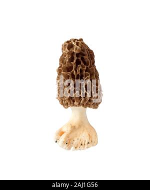 Morel Pilz auf weißem Hintergrund mit Freistellungspfad isoliert Stockfoto