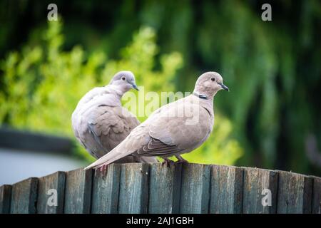 Ein paar Tauben ruht auf dem Zaun Stockfoto