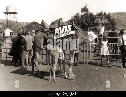 1972 - Avis Rent a Camel, einer der Wettbewerber in der Camel Cup Rennen in Alice Springs, Australien. Stockfoto