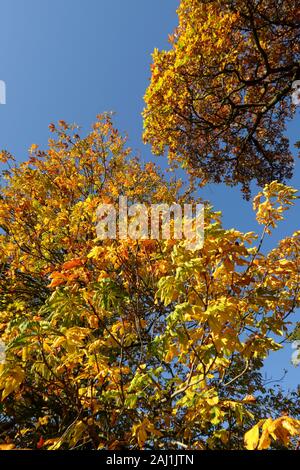 Rosskastanie, Absenken, (Aesculus hippocastanumr) und Englisch, obere, Eiche (Quercus robur) Baum Vordächer in herbstlichen Farben vor blauem Himmel Stockfoto