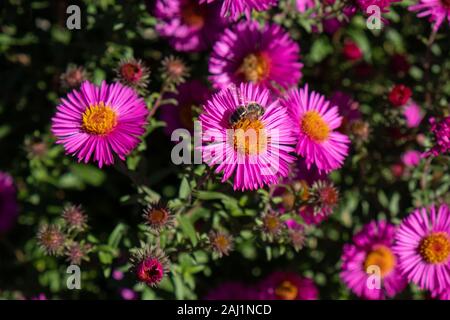 Bee Pollen sammeln auf lila Chrysantheme Stockfoto