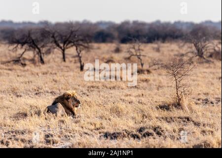 Eindruck eines männlichen Löwen - Panthera leo - ruht auf den Ebenen der Etosha Nationalpark, Namibia - fangen Sie die Morgensonne. Stockfoto