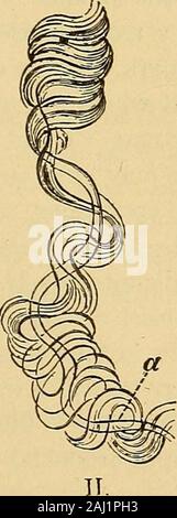 Diagnostische Methoden, chemische, bakteriologische und mikroskopischen: ein Lehrbuch für Studenten und Praktiker. Stockfoto