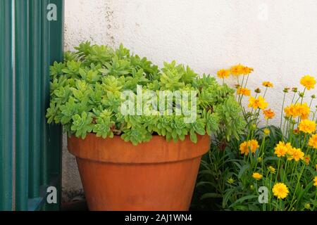 Sukkulenten Pflanzen in großen Topf in den Innenhof. Sukkulente Pflanze für Landschaftsgestaltung. Lindleyi Aeonium Anlage. Pflanzen für Haus. Grünes Haus. Stockfoto