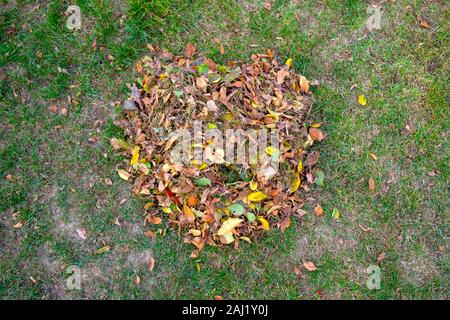 Ein Haufen Blätter zusammen mit einer Harke fegte auf einer Wiese im Garten. Die Blätter in einen Eimer. Stockfoto