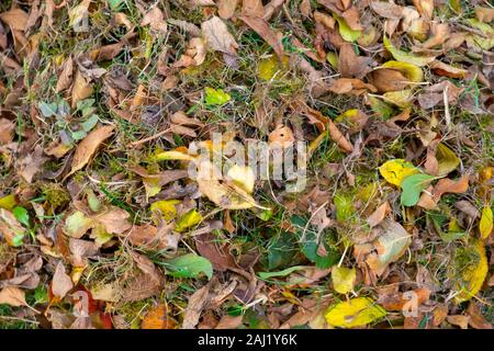 Ein Haufen Blätter zusammen mit einer Harke fegte auf einer Wiese im Garten. Die Blätter in einen Eimer. Stockfoto