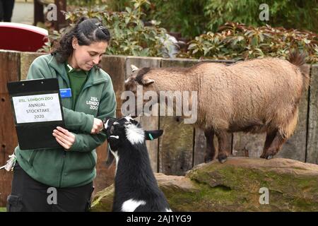 Zwergziegen im ZSL London Zoo jährliche Lager gezählt - in London. Stockfoto