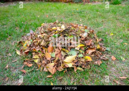 Ein Haufen Blätter zusammen mit einer Harke fegte auf einer Wiese im Garten. Die Blätter in einen Eimer. Stockfoto