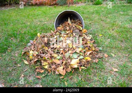 Ein Haufen Blätter zusammen mit einer Harke fegte auf einer Wiese im Garten. Die Blätter in einen Eimer. Stockfoto