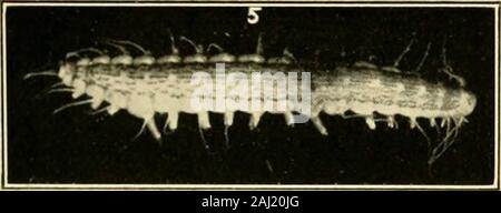 Transaktionen, die von der Connecticut Akademie der Künste und Wissenschaften. Stockfoto