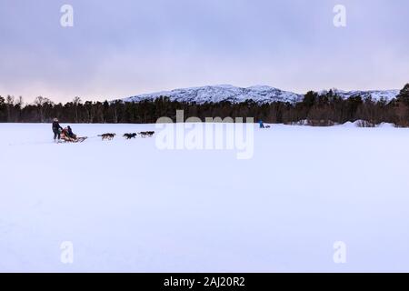 Alaskan Husky gezogen Hundeschlitten Geschwindigkeit über die verschneite Landschaft im Winter Twilight, Alta, Finnmark, Polarkreis, Nord Norwegen, Skandinavien, Europa Stockfoto