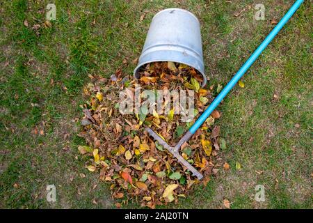 Ein Haufen Blätter zusammen mit einer Harke fegte auf einer Wiese im Garten. Die Blätter in einen Eimer. Stockfoto