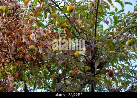 Faule Äpfel hängen von einem Baum im Herbst Stockfoto