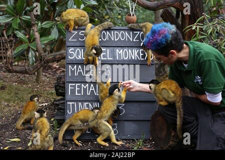 Zoowärter im ZSL London Zoo ausgegraben die Zwischenablage, und Rechner, wie sie heute fing Donnerstag 2. Januar zählen die Tiere bei der jährlichen Inventur im Zoo. Keepers stand vor der schwierigen Aufgabe des Buchens von oben jedes Säugetier-, Vogel-, Reptilien, Fische und Wirbellose im Zoo, kuratorische Assistentin sagte: Wir treten für das Neue Jahr mit der jährlichen Inventur und der Anzahl der Tiere, die jedes Jahr im Rahmen unserer Zoo, Lizenz, wir sie auch gemeinsam mit der Internationalen zoo Gemeinschaft unserer globalen Zuchtprogramme für bedrohte Arten zu informieren. ZSL ist die Heimat von mehr als 580 Arten. Stockfoto