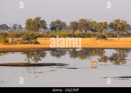 Aeiral Ansicht von Red Letschwe (Südliche Litschi) (Kobus leche), Okavango Delta, Botswana, Afrika Stockfoto