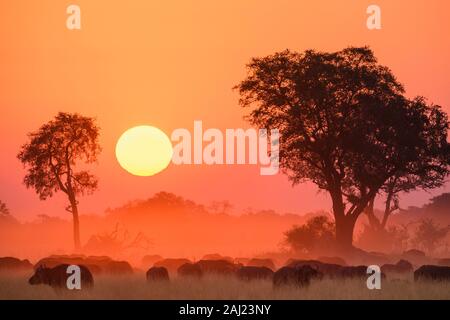 Afrikanische Büffel (Kaffernbüffel (Syncerus Caffer), bei Sonnenuntergang, Bushman Plains, Okavango Delta, Botswana, Afrika Stockfoto