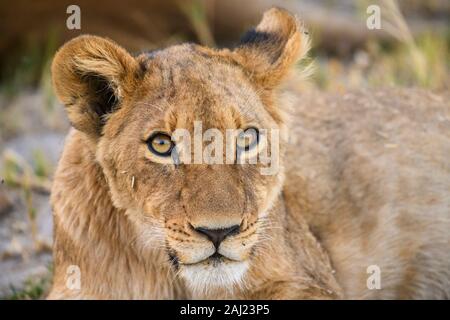 Junge Lion Cub (Panthera leo), ca. 6 Monate alt, Khwai Private Reserve, Okavango Delta, Botswana, Afrika Stockfoto