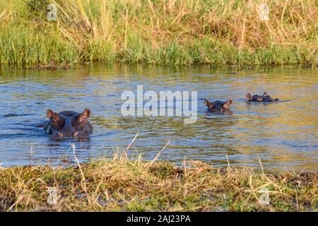 Hippopotamu (Hippopotamus amphibius) Mutter und zwei Junge, Khwai Private Reserve, Okavango Delta, Botswana, Afrika Stockfoto
