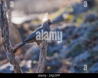 Grau-weg-bird (Corythaixoides concolor), Makgadikgadi Pans National Park, Kalahari, Botswana, Afrika Stockfoto