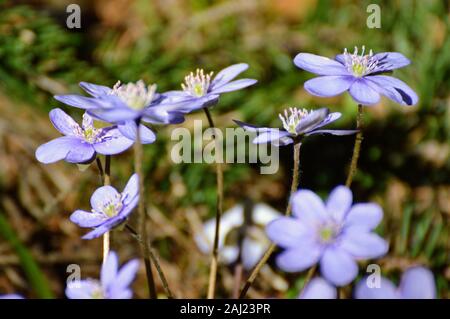 Liverleaf Blume - eine der ersten Blumen im Frühling in den Wald Stockfoto