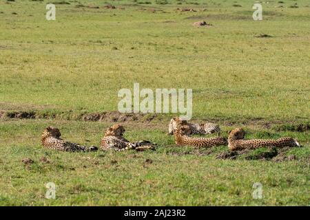 Fünf Geparden, die auch Tano Bora in den Ebenen Afrikas im Masai Mara National Reserve während einer Wildtier-Safari genannt werden Stockfoto