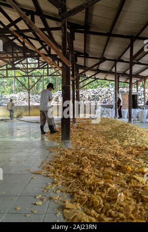 Gereinigtes Schwefel ist gestapelt warten in Säcke geladen werden und transportiert werden, vom Schwefel Werk tief im Dschungel in der Nähe von Banyuwangi, Ost Java, Indonesien. 10/12/19. Stockfoto