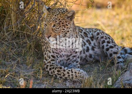 Weibliche Leopard (Panthera pardus) ruhen im Schatten eines Baumes, Bushman Plains, Okavango Delta, Botswana, Afrika Stockfoto