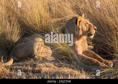 Junger männlicher Löwe (Panthera leo), Macatoo, Okavango Delta, Botswana, Afrika Stockfoto