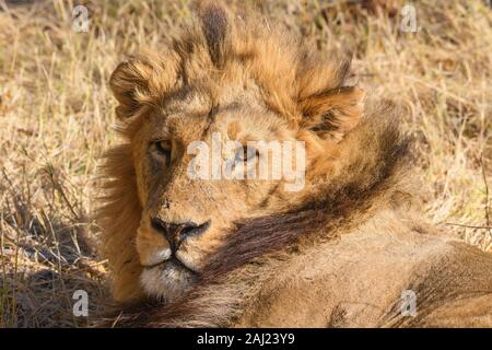 Männliche Löwe (Panthera leo) während der Hitze des Tages ausruhen, Khwai Private Reserve, Okavango Delta, Botswana, Afrika Stockfoto