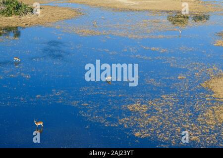 Aeiral Ansicht von Red Letschwe (Südliche Litschi) (Kobus leche) stehen im Wasser, Macatoo, Okavango Delta, Botswana, Afrika Stockfoto