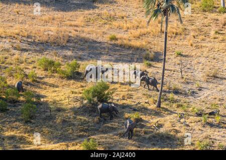 Luftbild des Afrikanischen Elefanten (Loxodonta africana) vom Hubschrauber, Macatoo, Okavango Delta, Botswana, Afrika Stockfoto