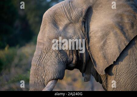 Afrikanischer Elefant (Loxodonta Africana), Krüger Nationalpark, Südafrika, Afrika Stockfoto