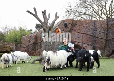 Zoowärter im ZSL London Zoo ausgegraben die Zwischenablage, und Rechner, wie sie heute fing Donnerstag 2. Januar zählen die Tiere bei der jährlichen Inventur im Zoo. Keepers stand vor der schwierigen Aufgabe des Buchens von oben jedes Säugetier-, Vogel-, Reptilien, Fische und Wirbellose im Zoo, kuratorische Assistentin sagte: Wir treten für das Neue Jahr mit der jährlichen Inventur und der Anzahl der Tiere, die jedes Jahr im Rahmen unserer Zoo, Lizenz, wir sie auch gemeinsam mit der Internationalen zoo Gemeinschaft unserer globalen Zuchtprogramme für bedrohte Arten zu informieren. ZSL ist die Heimat von mehr als 580 Arten. Stockfoto